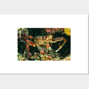 Caribbean King Crab Posters and Art